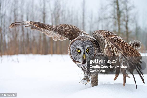 great gray owl - great grey owl stock pictures, royalty-free photos & images