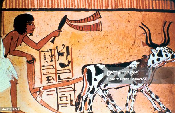 Sennutem ploughing with cattle, Ancient Egyptian tomb painting, New Kingdom . Detail of a wall painting from the Tomb of Sennutem near Deir...