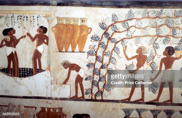 Wall painting from the tomb of the scribe Menna, Thebes, Ancient Egyptian, 18th dynasty, c1419-1380 BC. Scene of the Vendage: picking grapes in a...