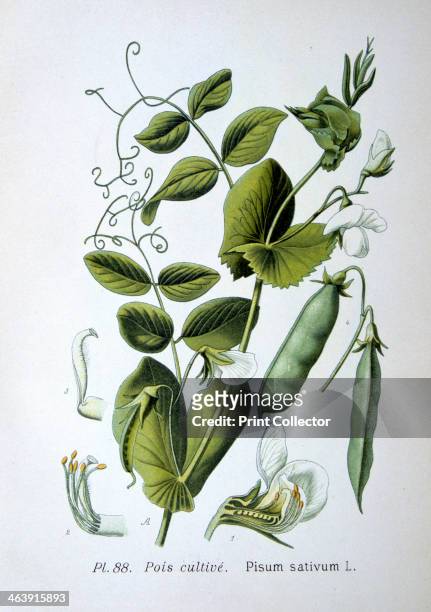 Field and garden pea, 1893. Botanical illustration of Pisum sativum, the pea plant, from an atlas of the plants of France.