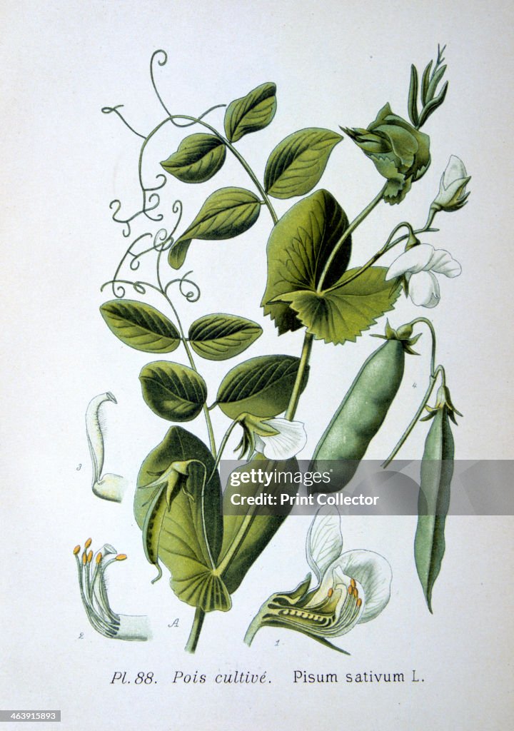 Field and garden pea, 1893.