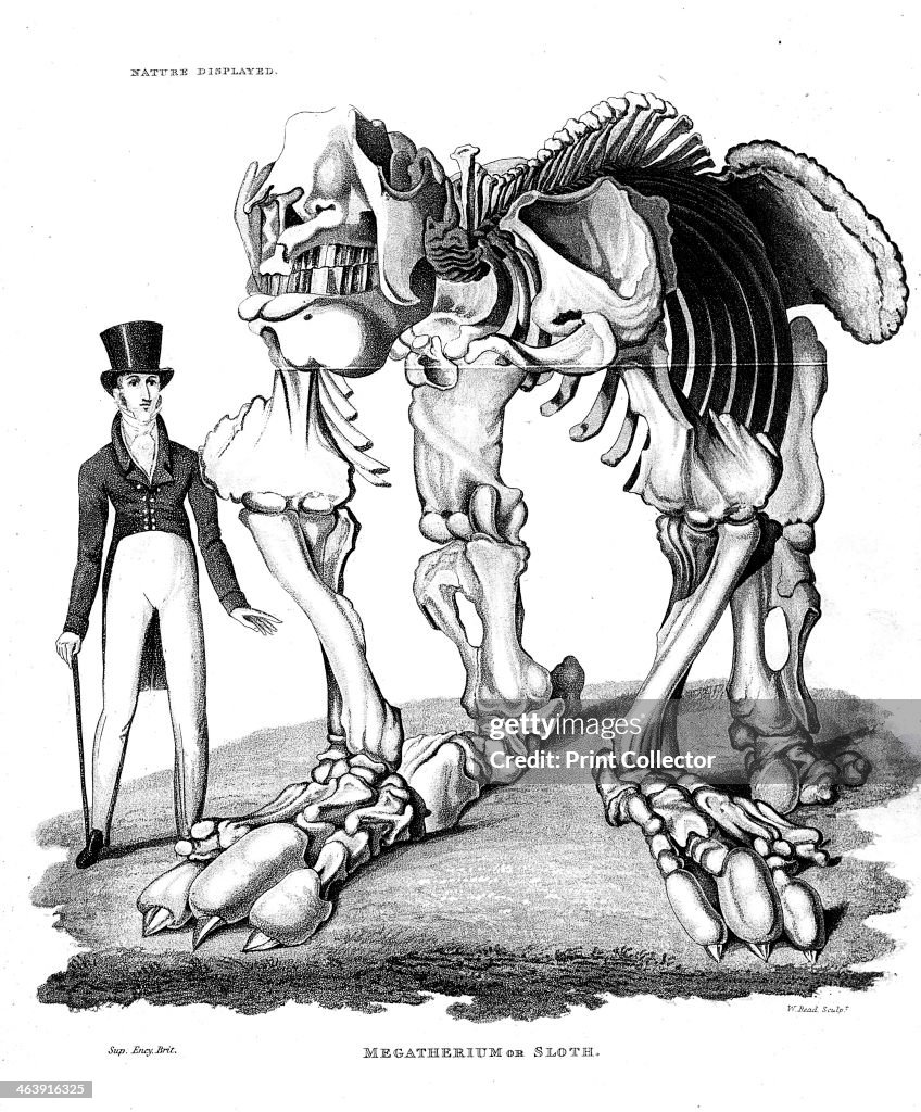 Skeleton of Megatherium, extinct giant ground sloth, 1823.