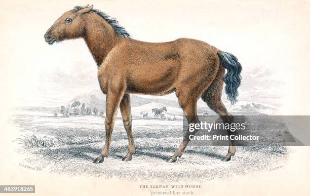 Tarpan, 1830. The Tarpan was a small European wild horse, dun-coloured with a dark mane and tail. Small herds survived in remote parts of central...