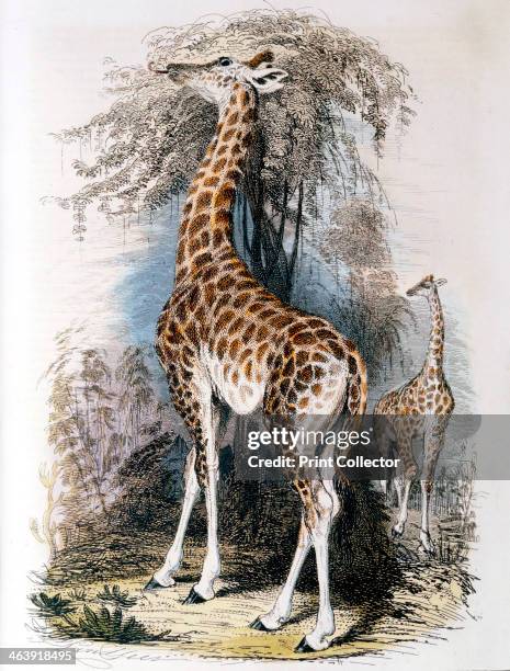 Giraffe browsing on a tree, 1836. Jean-Baptiste Lamarck French naturalist, considered that the giraffe illustrated 'Transformism' , his theory of...