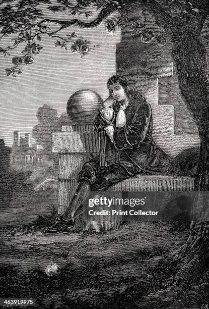 Isaac Newton, English scientist and mathematician, 17th century . Newton in the orchard at Woolsthorpe Manor, Lincolnshire, where an apple is...