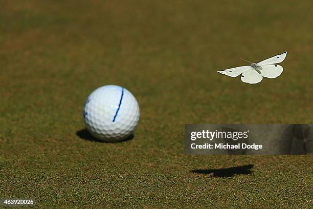 Butterfly attacks a ball when nearly hit by it on the 6th green after an approach shot by Paula Reto of South Africa during day two of the LPGA...
