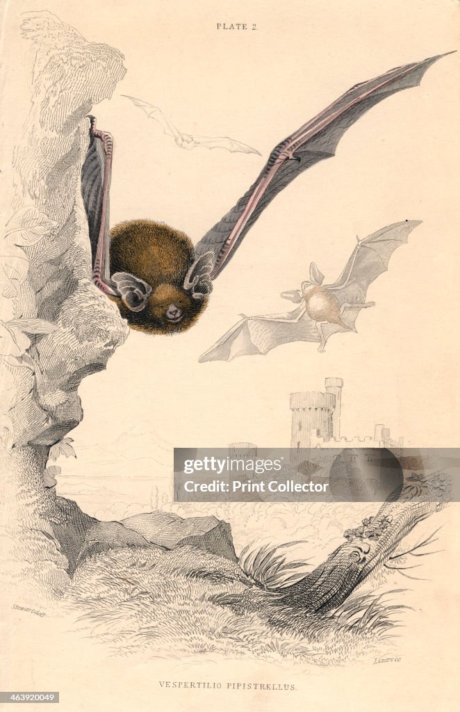 Pipistrelle bat (Pipistrellus pipistrellus), 1828.