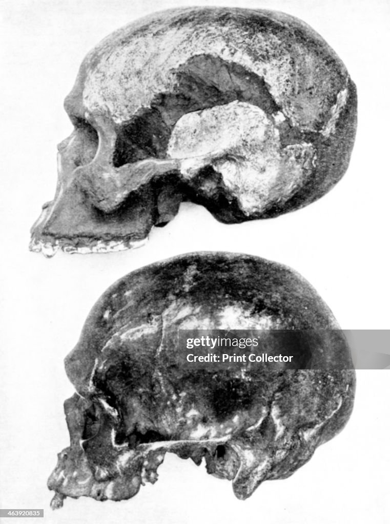 Skull of Piltdown Man (Eanothropus daswoni), 1912.