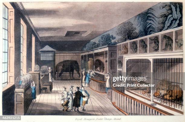 'Royal Menagerie, Exeter Change, Strand, London', c1820. Edward Cross kept his menagerie here until Exeter Change was demolished in 1829 and he moved...