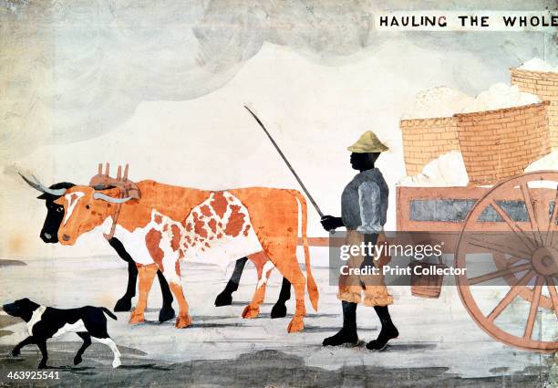 Slave with an ox-cart containing the week's cotton pickings, New Orleans, USA.