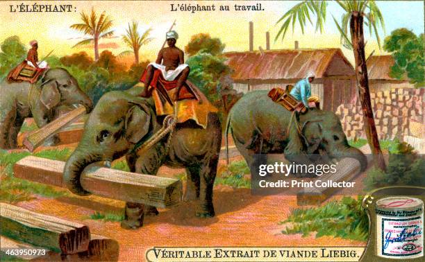 The Elephant at Work, c1900. Elephants used as beasts of burden in India. French advertisement for Liebig's extract of meat.