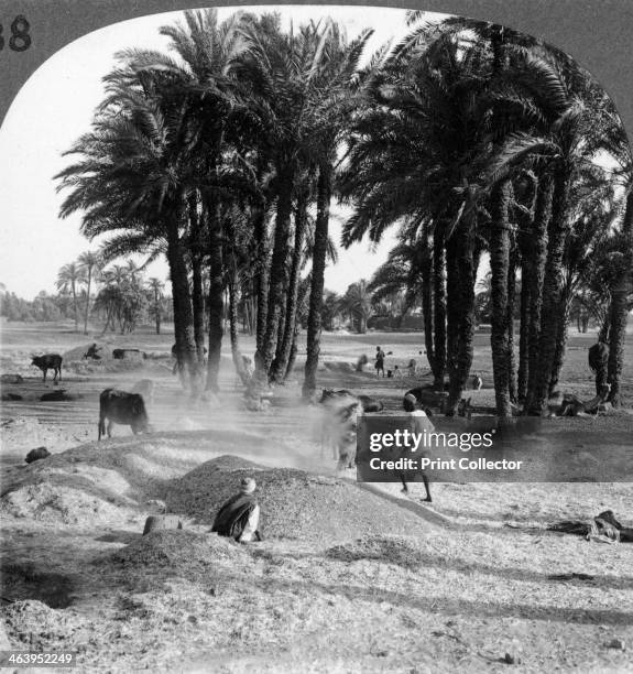 'The winnowing of the grain after threshing, Egypt', 1905. 'Here is the next step in the process of harvesting in Egypt, The mixture of broken straw,...