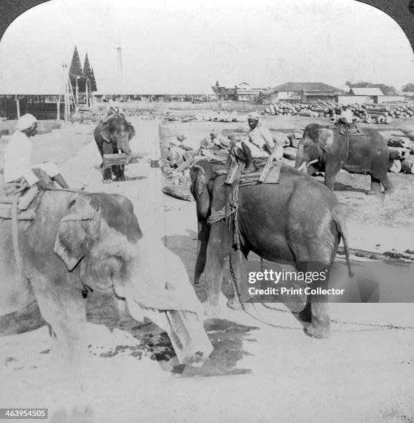 Elephants working in a timber yard, India, c1900s. Stereoscopic card.