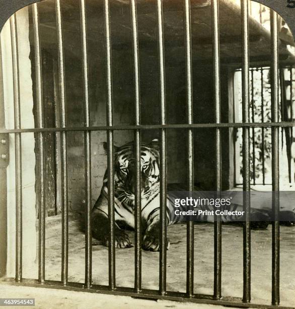 Captured man-eating tiger blamed for 200 deaths, Calcutta, India, 1903. Stereoscopic card.