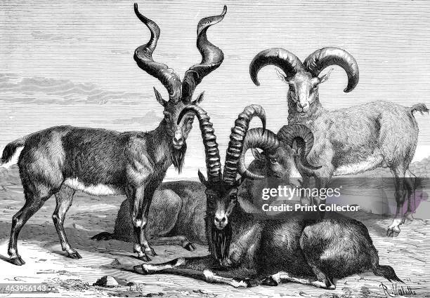 Mountain sheep and ibex, c1890. Illustration from The Universal Geography with Illustrations and Maps, Division XIII, .