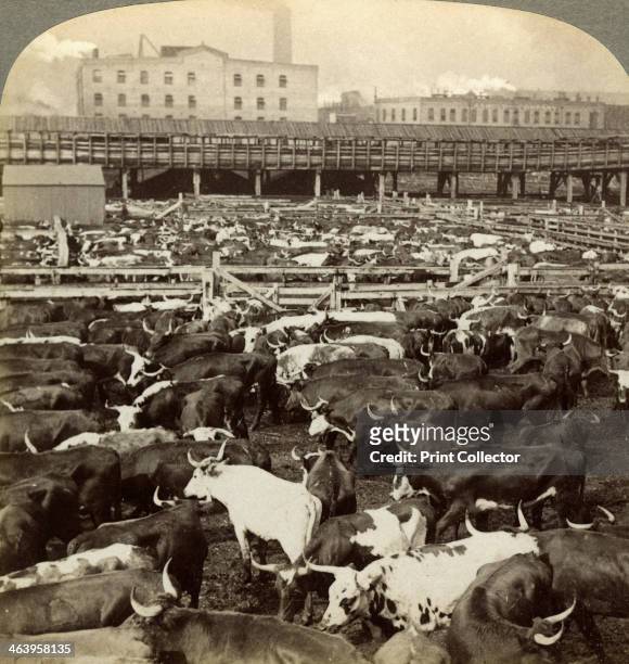 Cattle, Great Union Stock Yards, Chicago, Illinois, USA. Stereoscopic card detail.