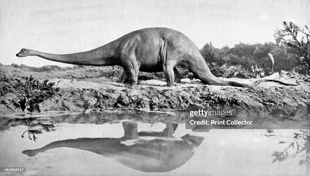 A diplodocus, 20th century.