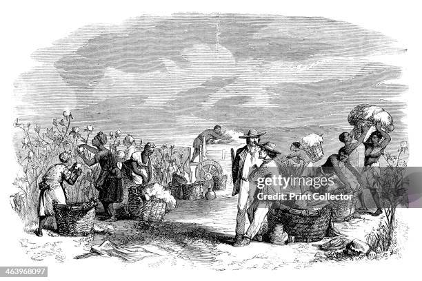 Gathering cotton in a cotton plantation, c1895. From Cassell's Illustrated History of England', volume VII .