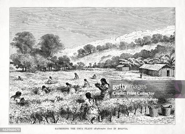 'Gathering the Coca Plant in Bolivia', 1877. Coca grows on mountain slopes in South America. Chewing the leaves mixed with lime acts with saliva to...