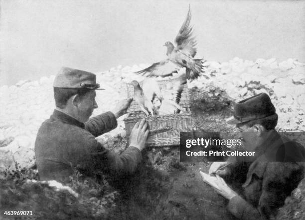 Messenger pigeons being released at the front line, World War I, 1915.