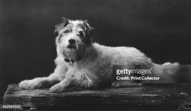 Caesar, King Edward's favourite dog, 20th century.