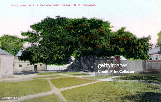 Silk Cotton Tree, Nassau, New Providence, Bahamas, c1900s.