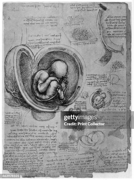 Anatomical sketch of a human foetus in the womb, c1510 . Found in the collection of the Royal Library, Windsor Castle, Windsor. A print from Leonardo...