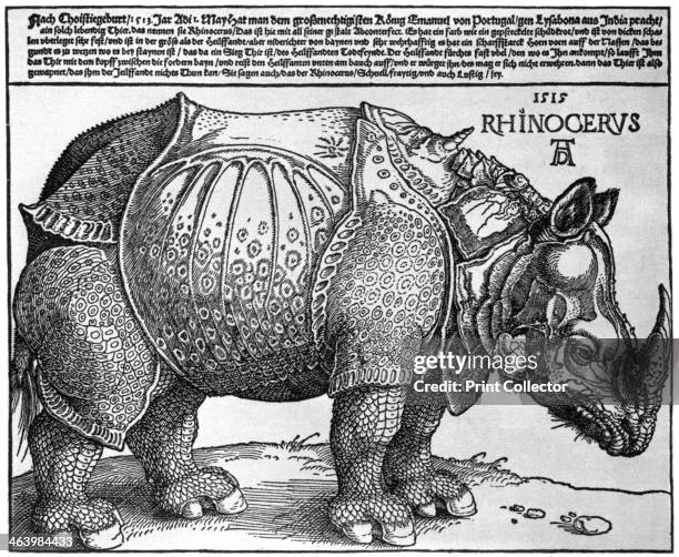 'Rhinoceros', print given to Maximilian I by the King of Lisbon . A print from Durer, Und Seine Zeit, by Wilhelm Waetzoldt, Grosse Phaidon Ausgabe,...