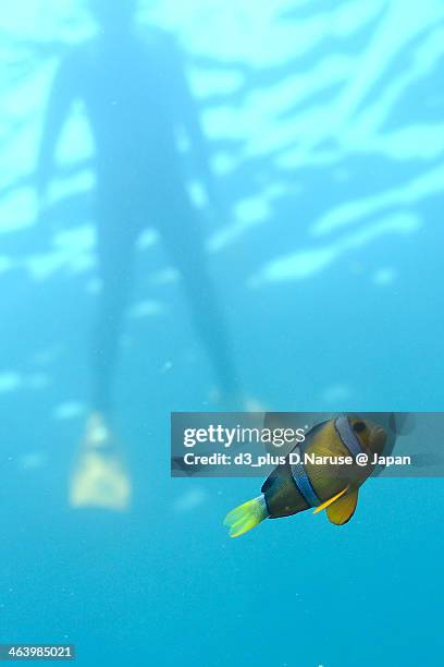 fish - anemonefish ストックフォトと画像