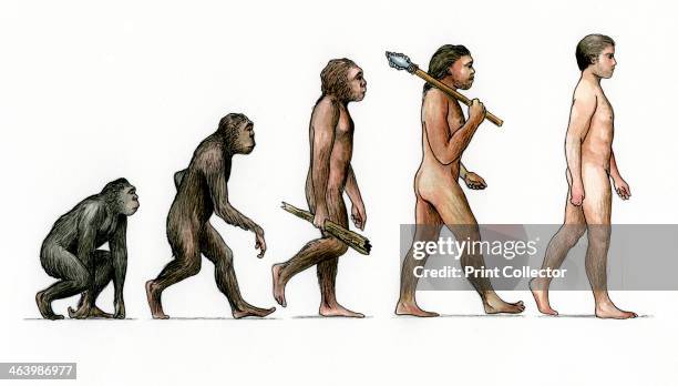 Evolution of Man