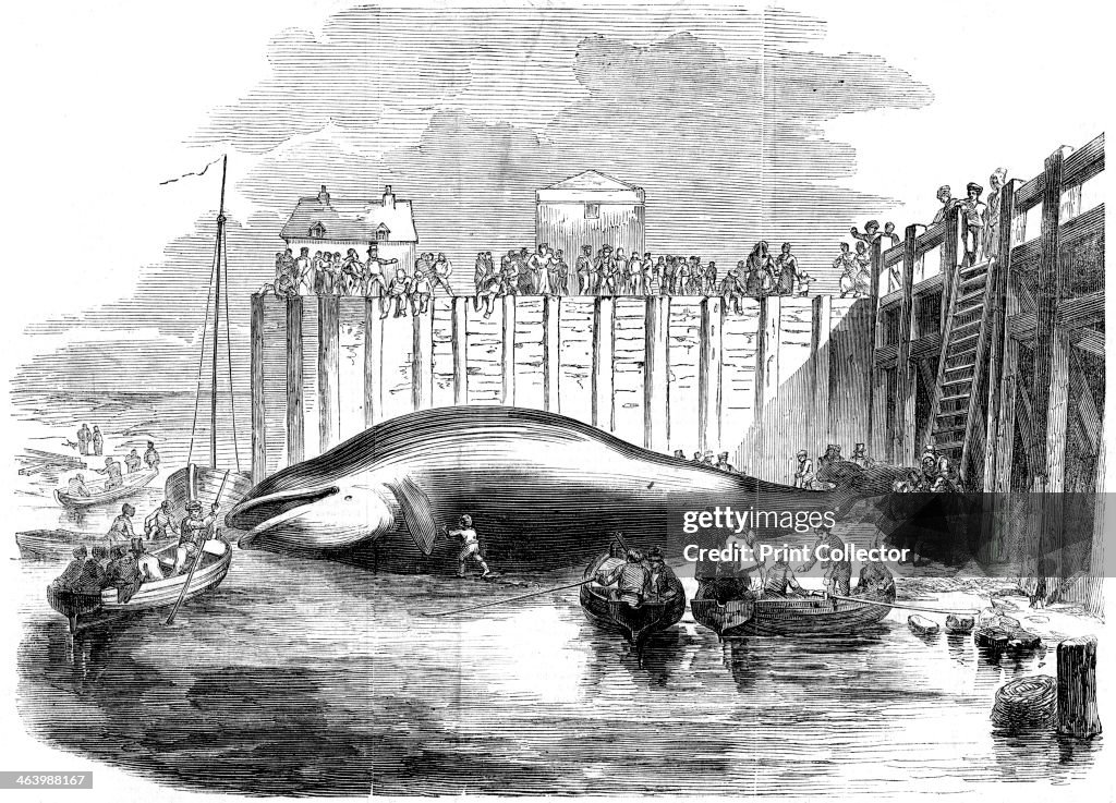 Whale captured in the Thames, Grays, Essex, 19th century.