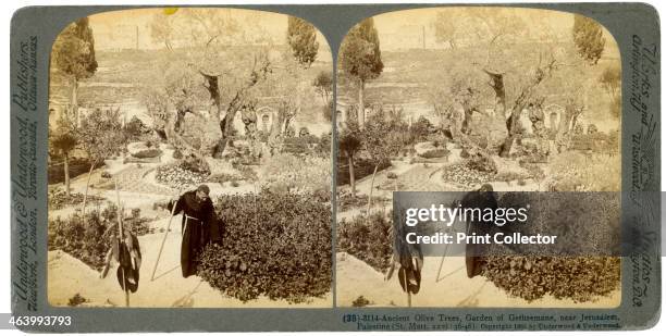 Ancient olive trees in the Garden of Gethsemane, near Jerusalem, Palestine, 1905. Stereoscopic slide. From a series called Travelling in the Holy...