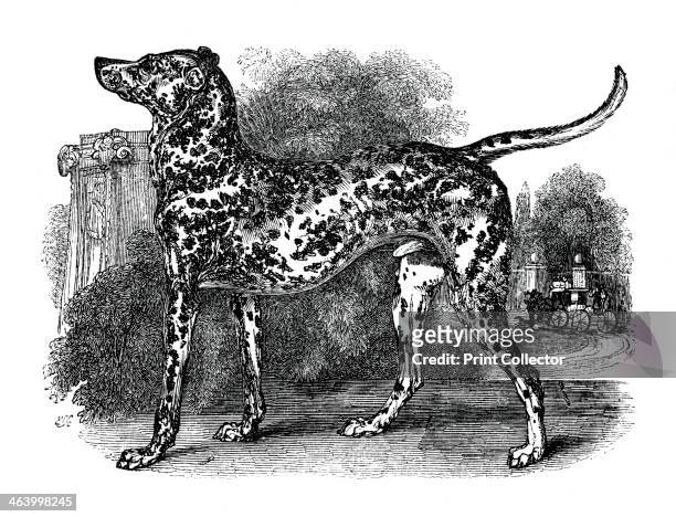 Dalmatian dog, 1848. An engraving from the Natural History of Man, by James Cowles Prichard, .