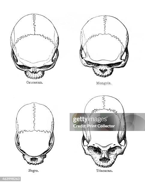 Three Skull Types 580 Human Evolution Skull Stock Photos, High-Res Pictures, and Images ...