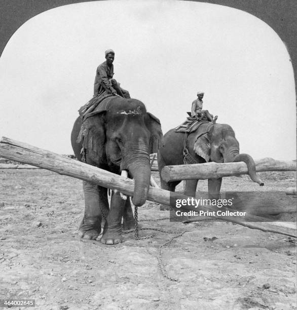 Elephants working in a lumber yard, Rangoon, Burma, 1908. Stereoscopic card. Detail.