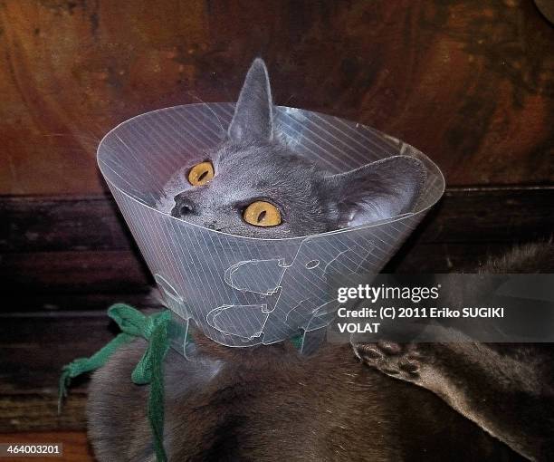 douce is in patient - hondenkraag stockfoto's en -beelden