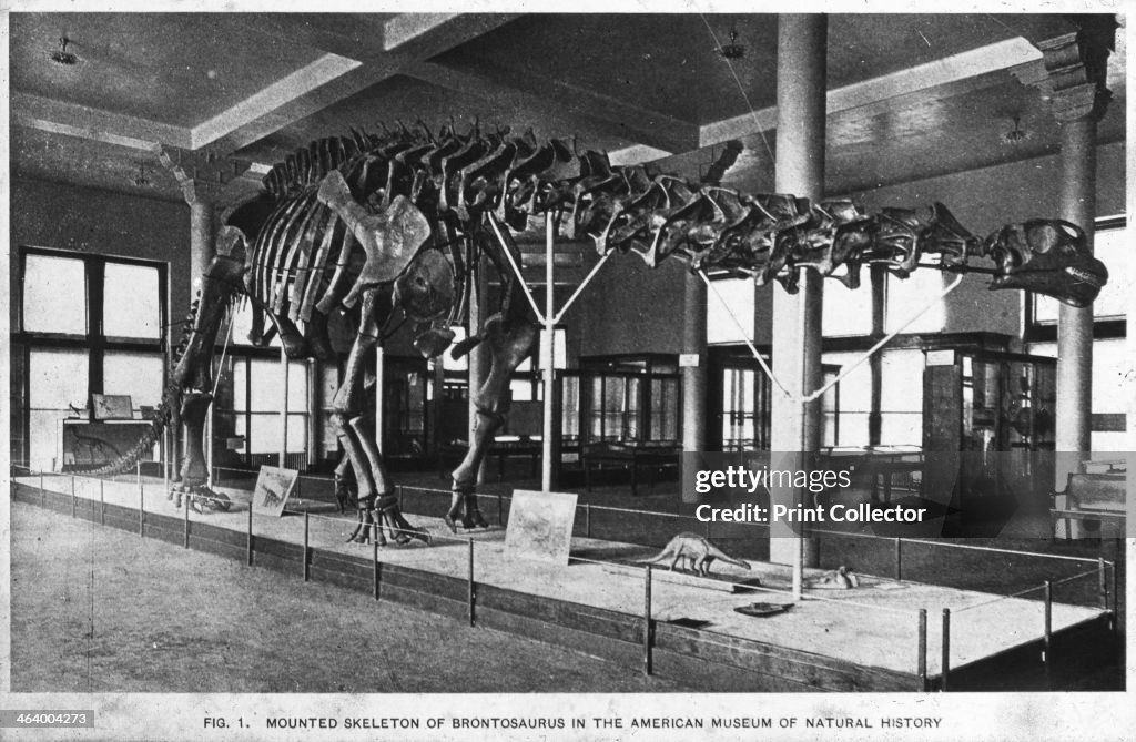 Brontosaurus skeleton, American Museum of Natural History, New York, USA, early 20th century(?).