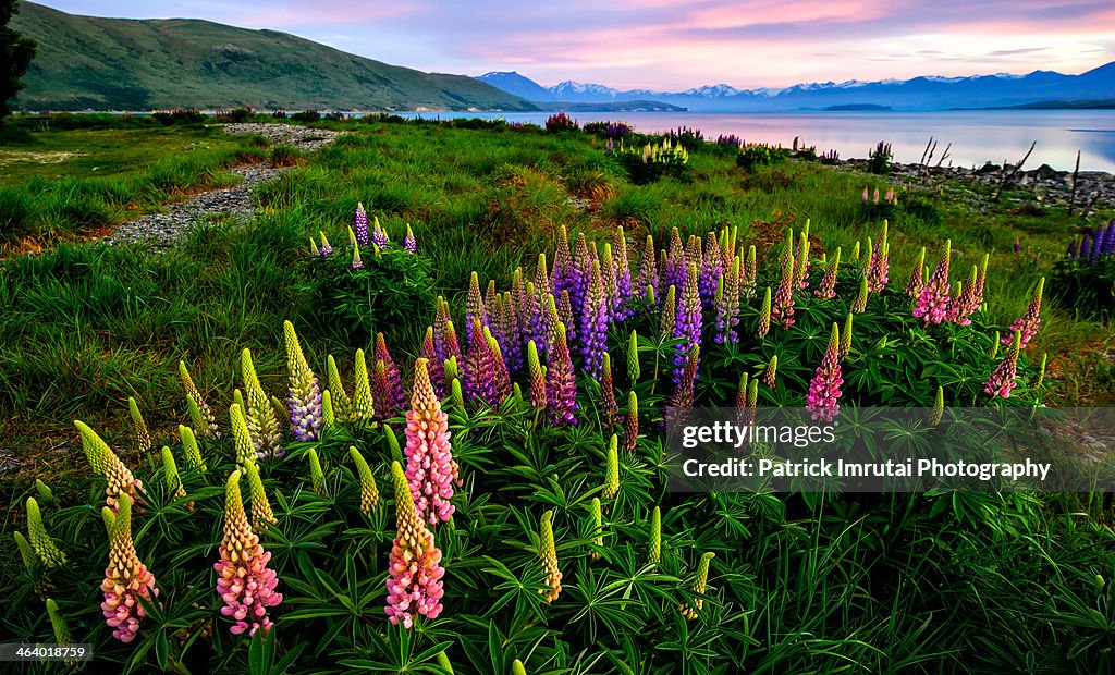 Lupins at the Lake