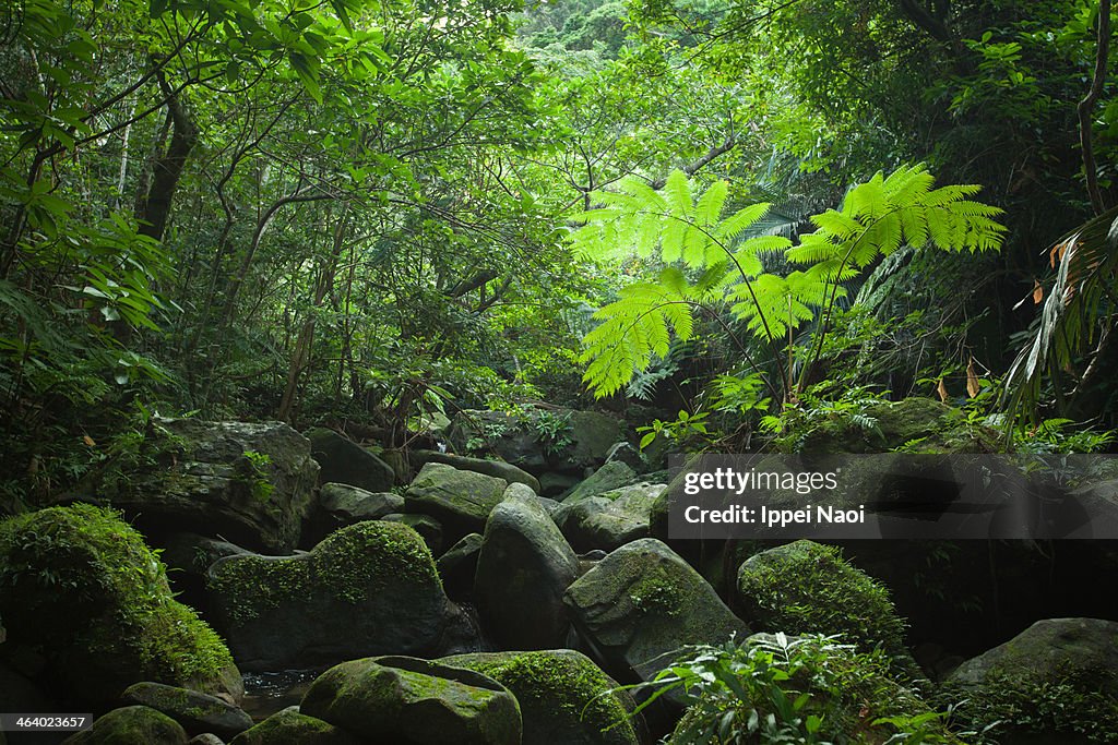 Light through rainforest canopy, Iriomote Island
