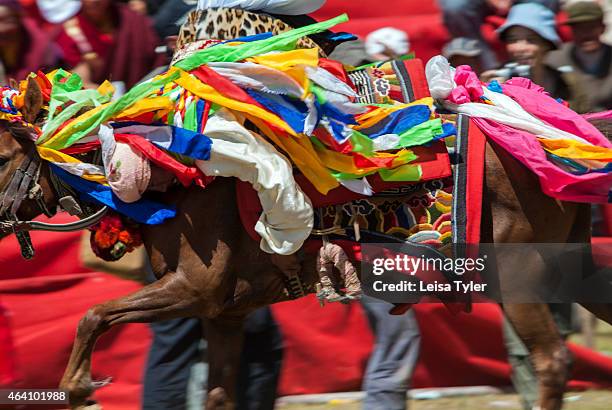 Khampa horseman demonstrates his acrobatic skills - doing head stands and leaning backward to touch the ground- from the back of a galloping horse at...