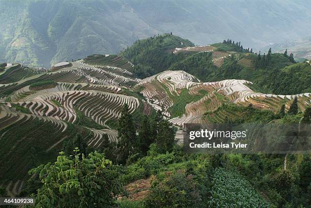 Section of the spectacular Longji - Dragons Backbone Rice Terraces at PingAn, Longshen County. Cut into the contours of the land and operated by...