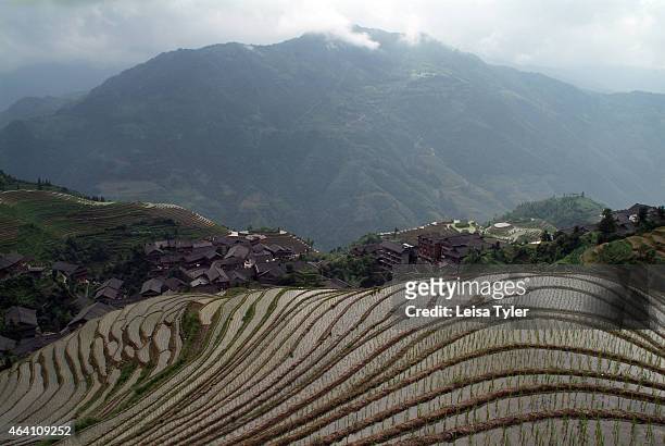 Section of the spectacular Longji - Dragons Backbone Rice Terraces at PingAn, Longshen County. Cut into the contours of the land and operated by...