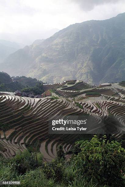 Section of the spectacular Longji- Dragons Backbone Rice Terraces at PingAn, Longshen County. Cut into the contours of the land and operated by...