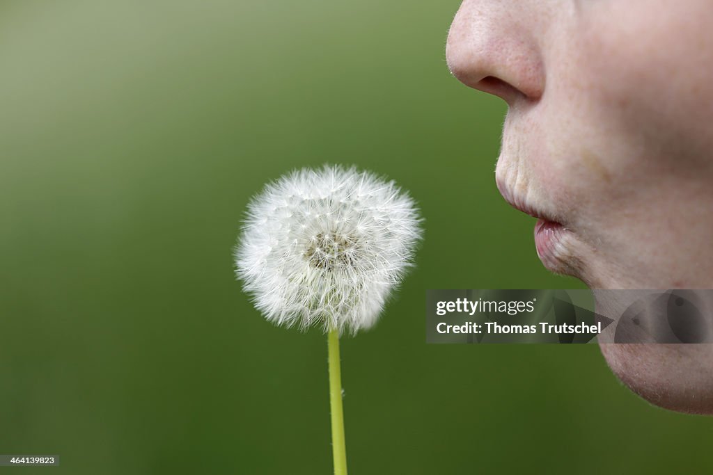 Dandelion Seed Head