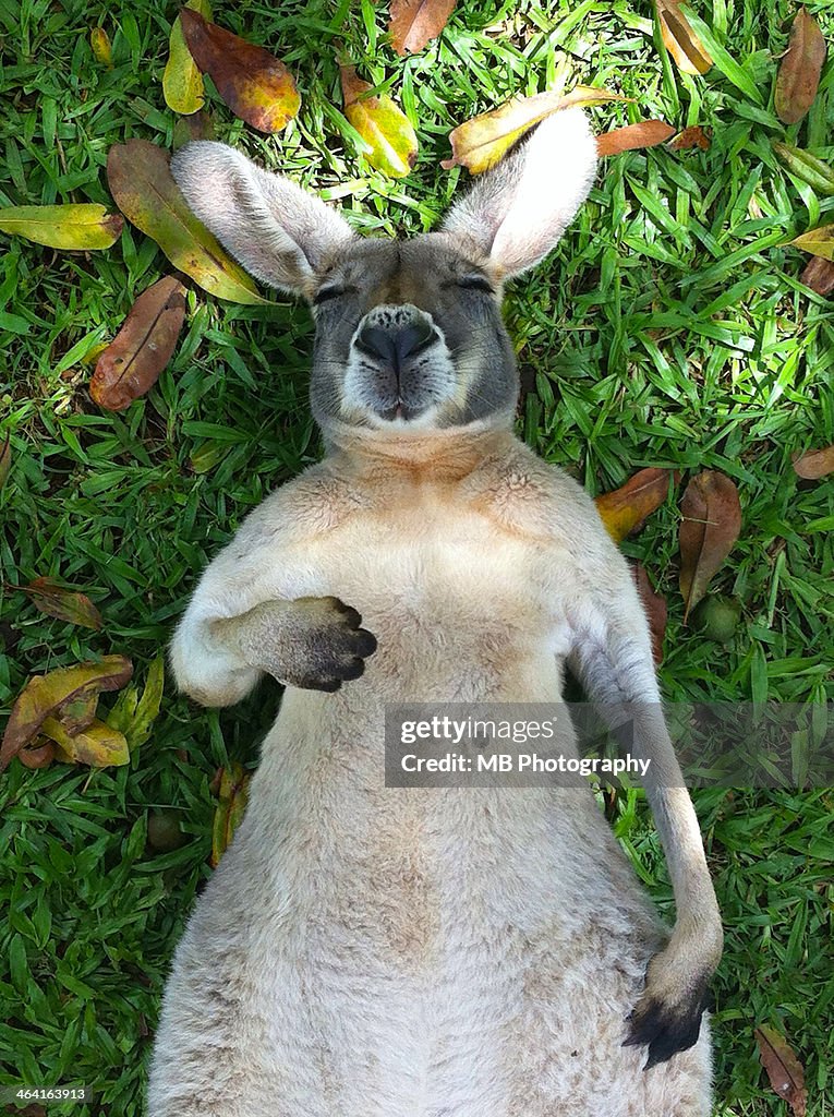 Sleeping Roo