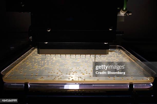 Lab Picker Testing Lab Picker Photos and Premium High Res Pictures - Getty Images