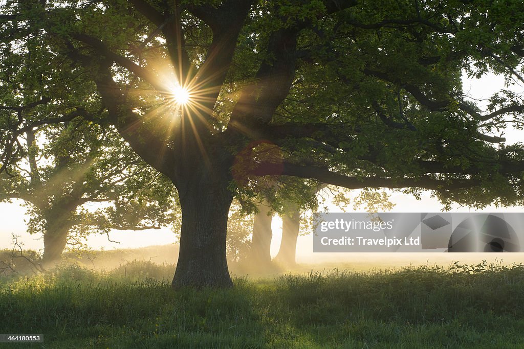 Sunlight bursting through oak tree