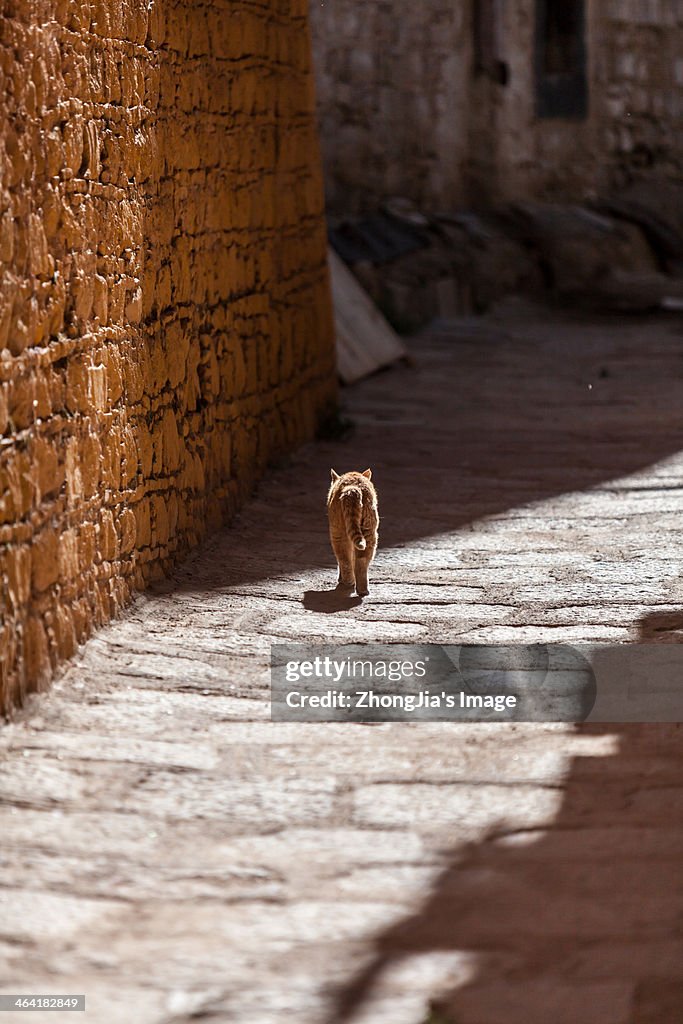 Seda Temple civet