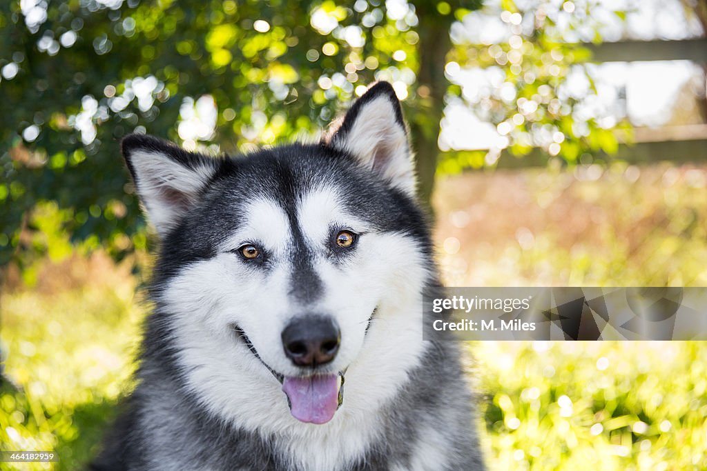 Black and white Alaskan Malamute dog