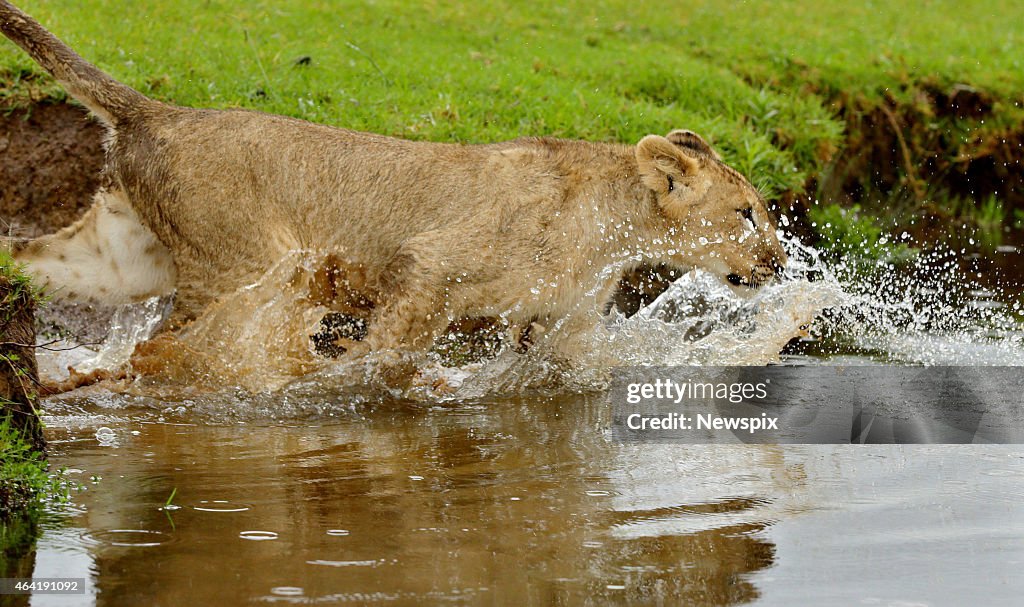 Ben Britton Cools Off in Dam With Lion Cub